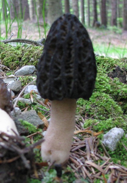 funghi da identificare 2
